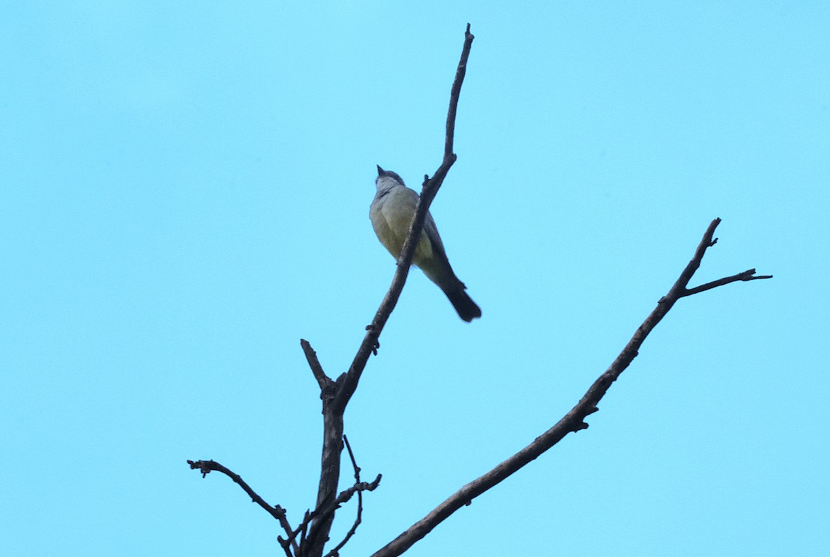 Cassin's Kingbird - ML644620067