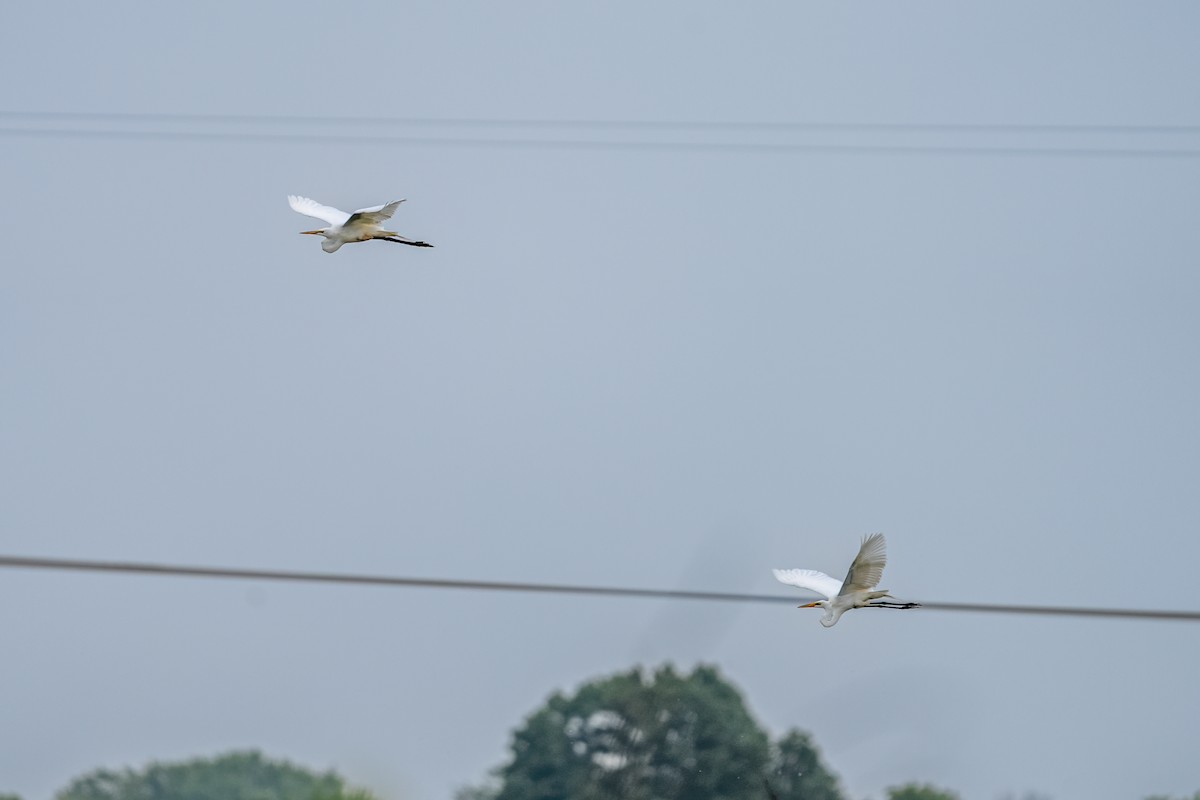 Цасч дэглий - ML644620069