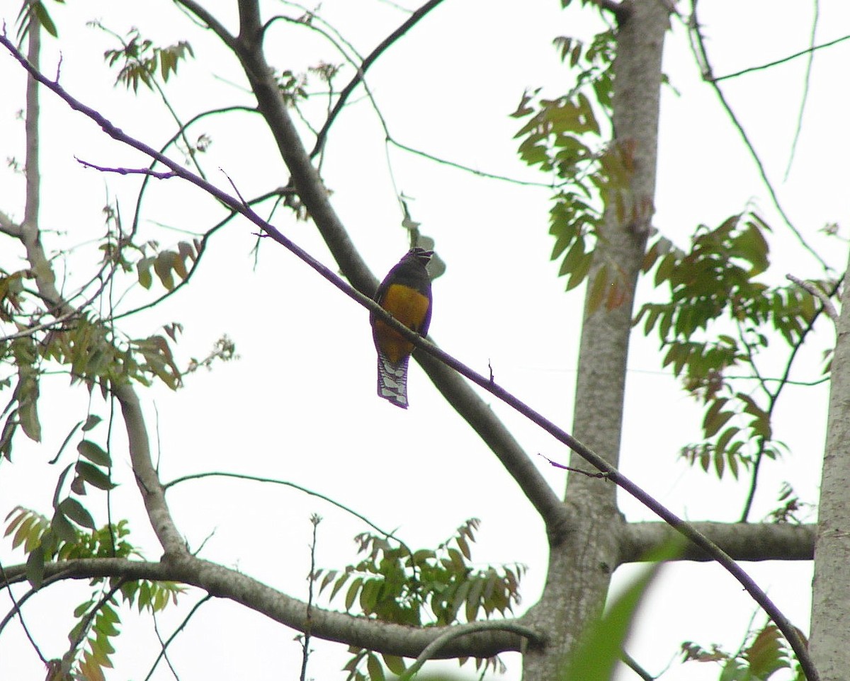 Green-backed Trogon - ML644620101