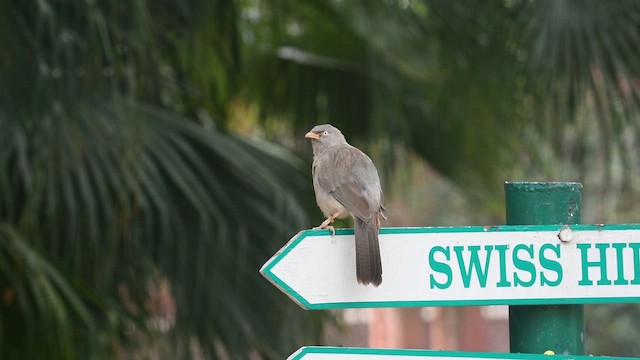 ツチイロヤブチメドリ - ML644620103