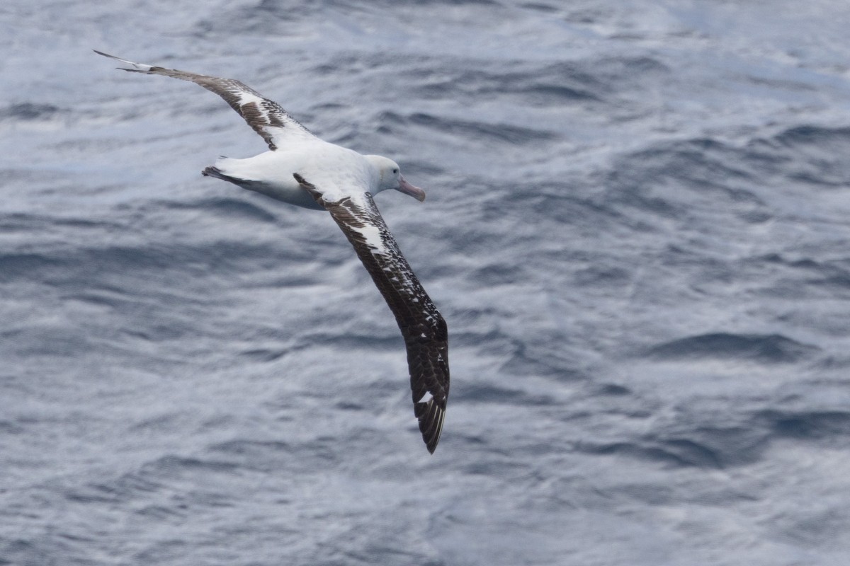 Snowy/Tristan/Antipodean Albatross - ML644620112