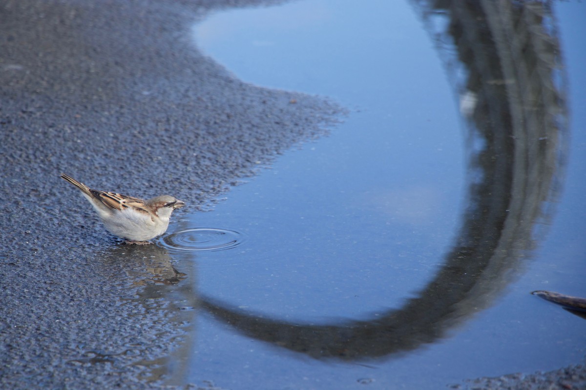 Горобець хатній - ML644620124