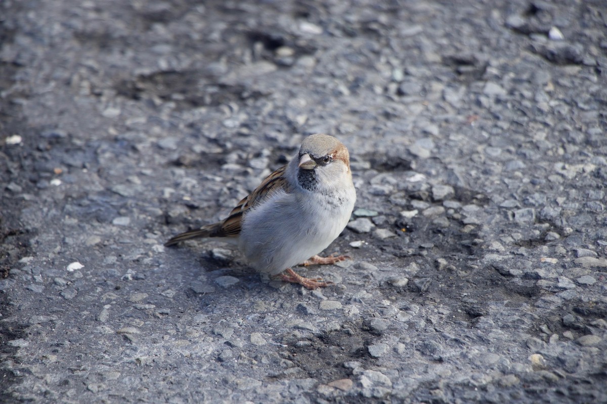 Горобець хатній - ML644620125