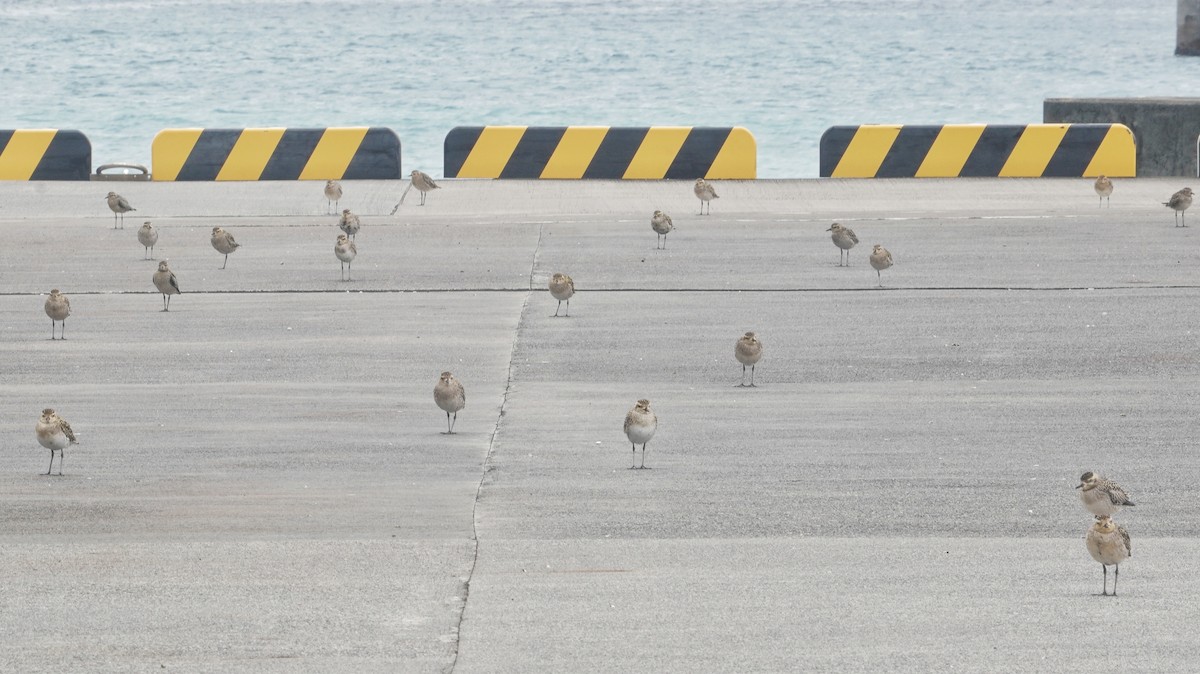 sibirlo - ML644620139