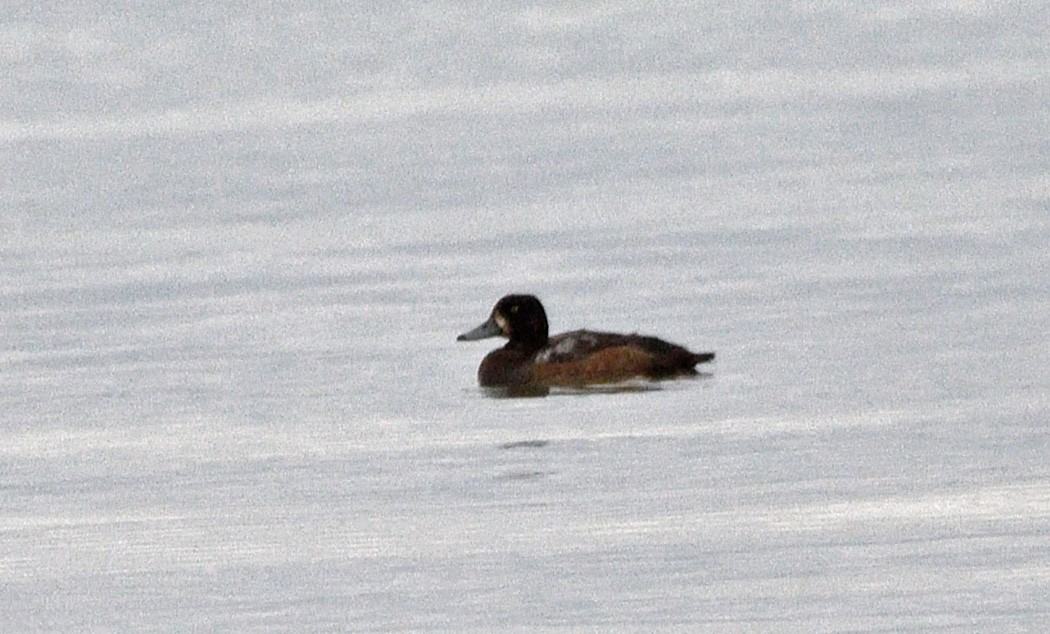 Greater Scaup - ML644620141