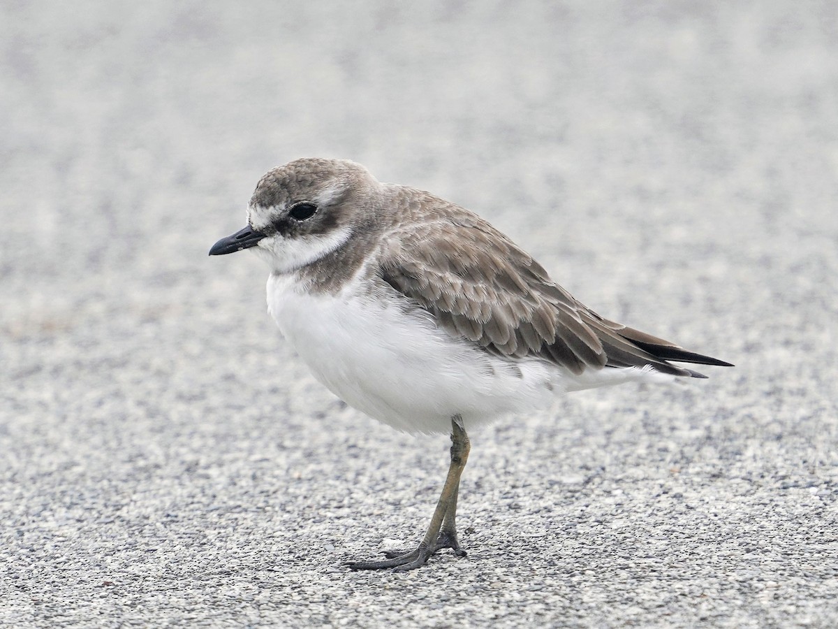Siberian Sand-Plover - ML644620147