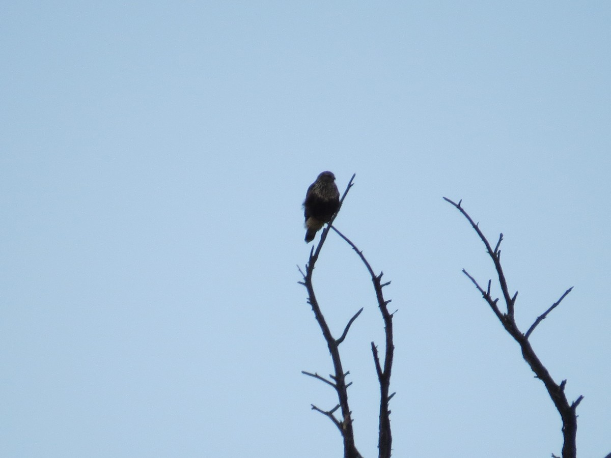 Rough-legged Hawk - ML644620177