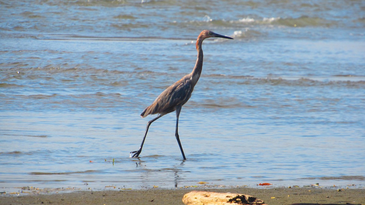 Rötelreiher - ML644620183