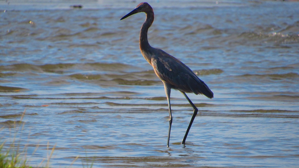 Rötelreiher - ML644620184