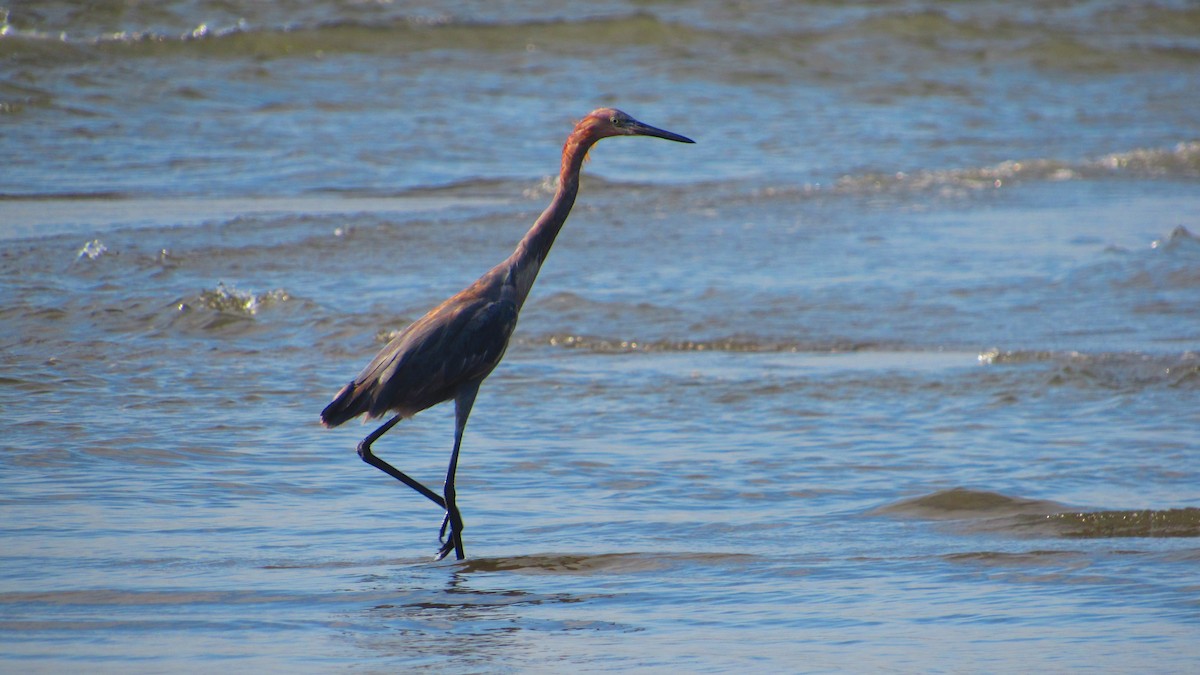 Rötelreiher - ML644620185