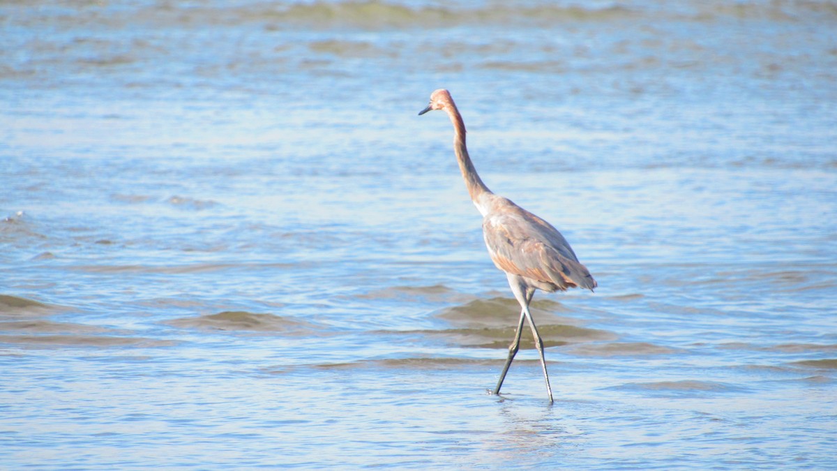 Rötelreiher - ML644620186