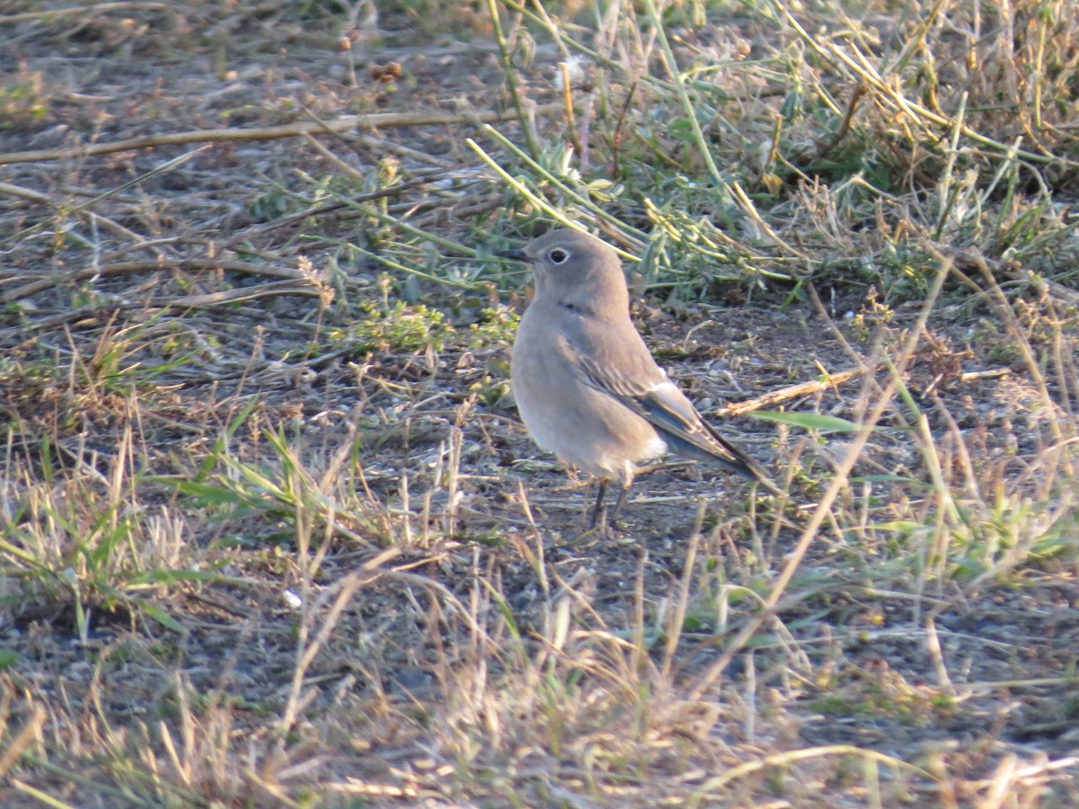 Mountain Bluebird - ML644620194