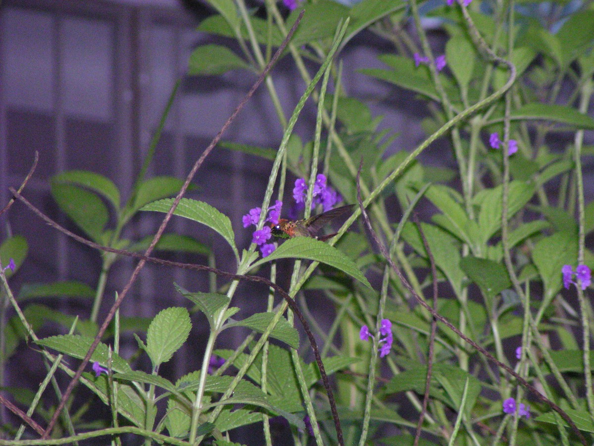 Tufted Coquette - ML644620195