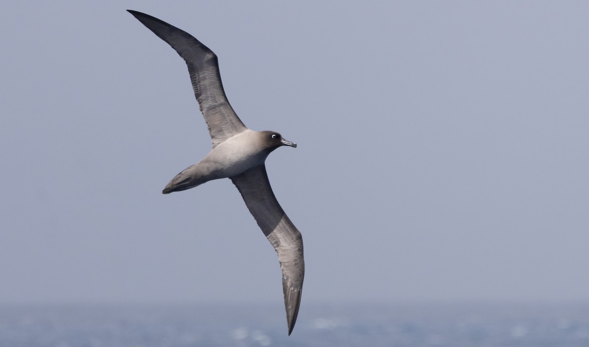 Albatros hauskara - ML644620198