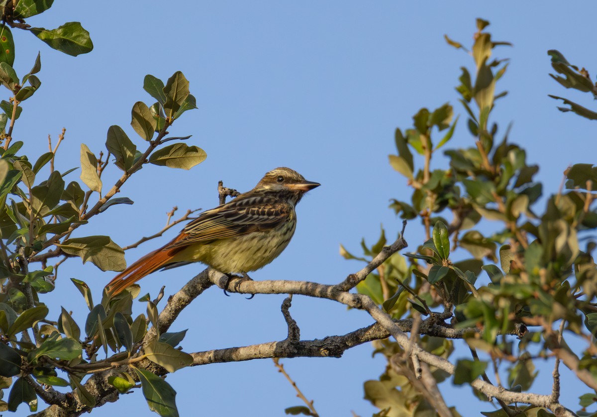 Sulphur-bellied Flycatcher - ML644620214