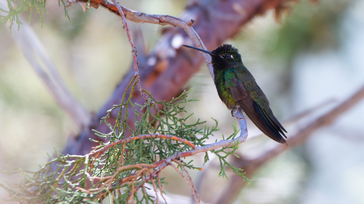 Rivoli Kolibrisi - ML644620220