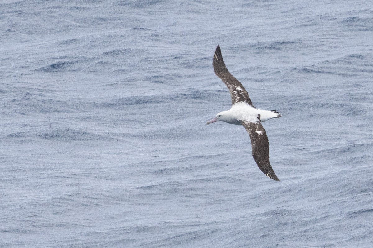 Snowy/Tristan/Antipodean Albatross - ML644620221