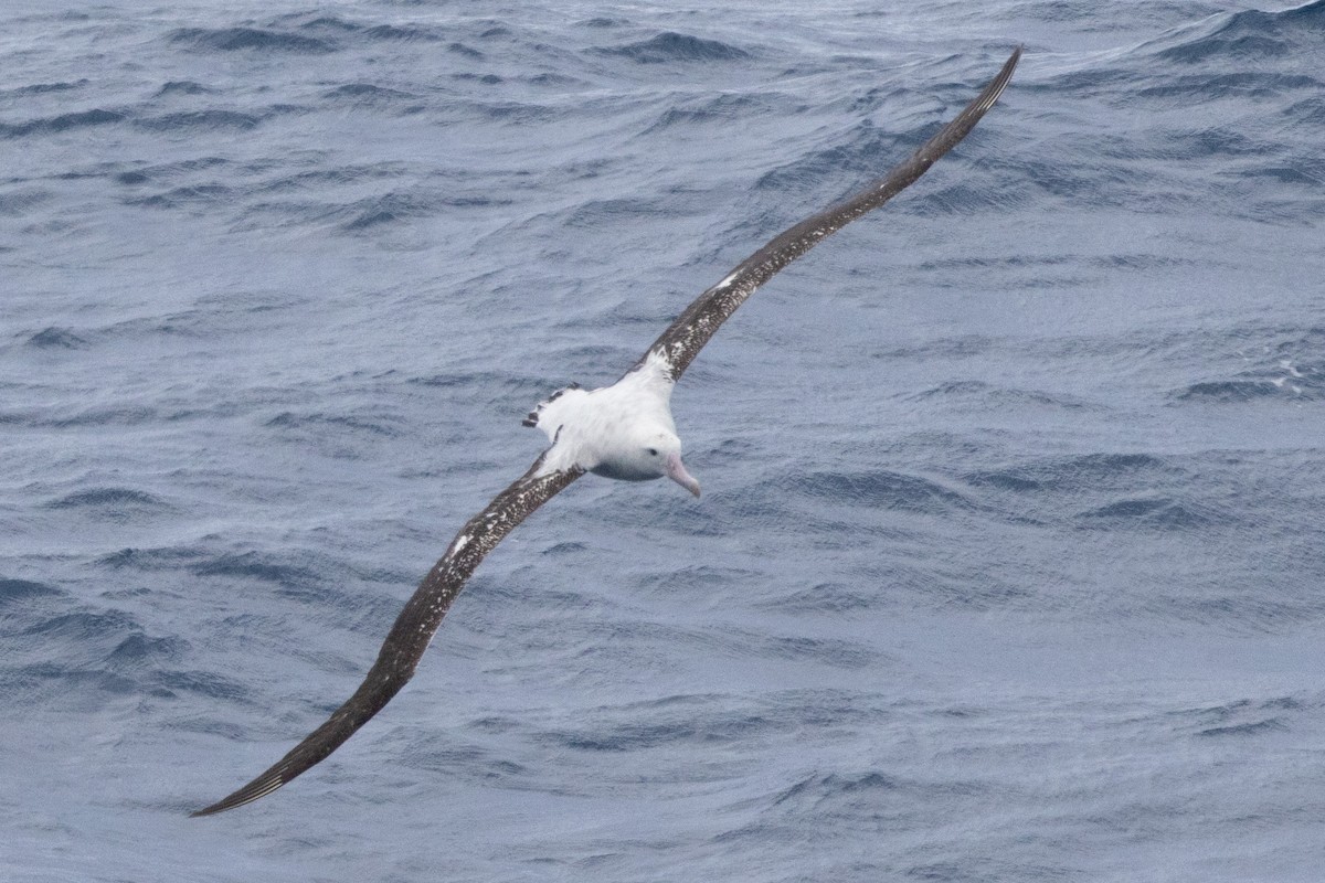 Snowy/Tristan/Antipodean Albatross - ML644620222
