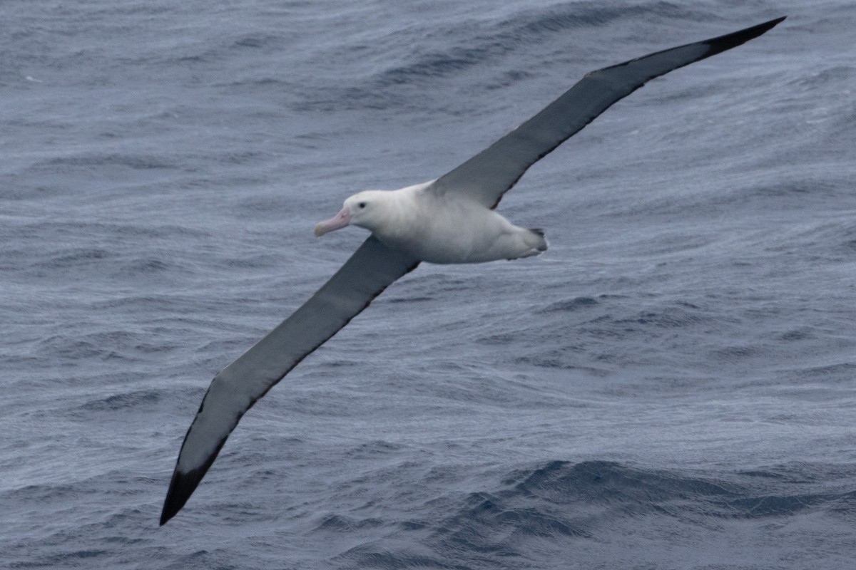 Snowy/Tristan/Antipodean Albatross - ML644620223