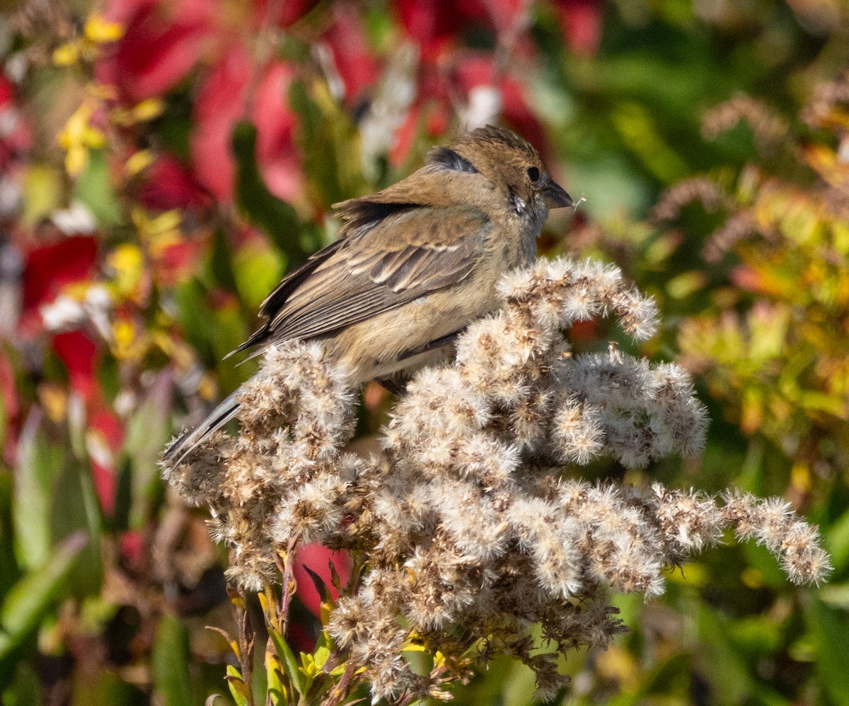 indigospurv - ML644620225