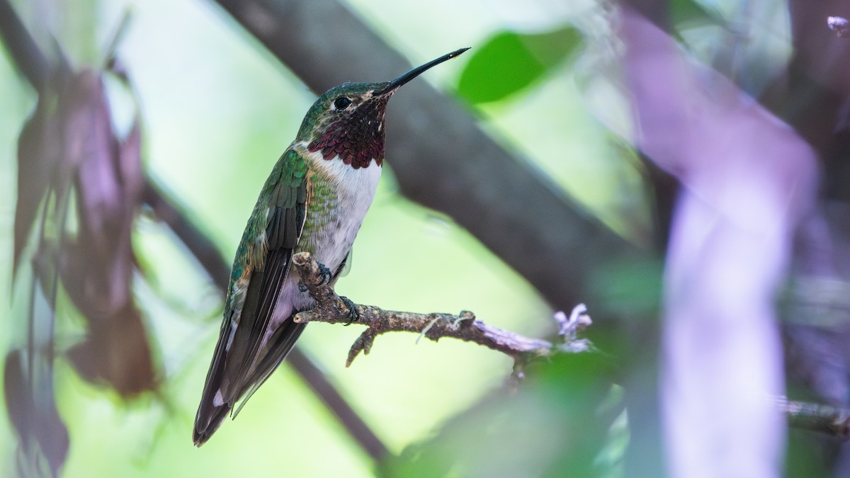 Geniş Kuyruklu Kolibri - ML644620226