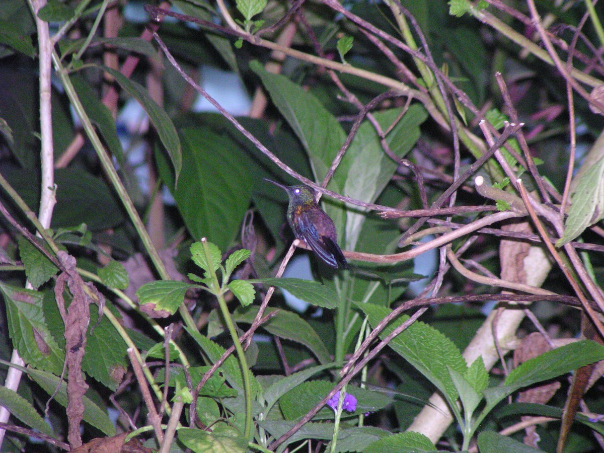 Copper-rumped Hummingbird - ML644620247
