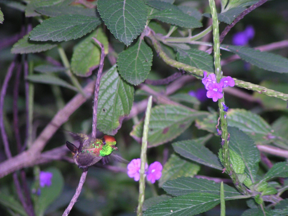 Tufted Coquette - ML644620284