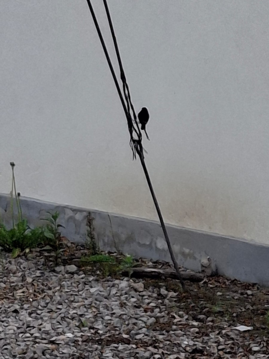 Mosquero Negro - ML644620293