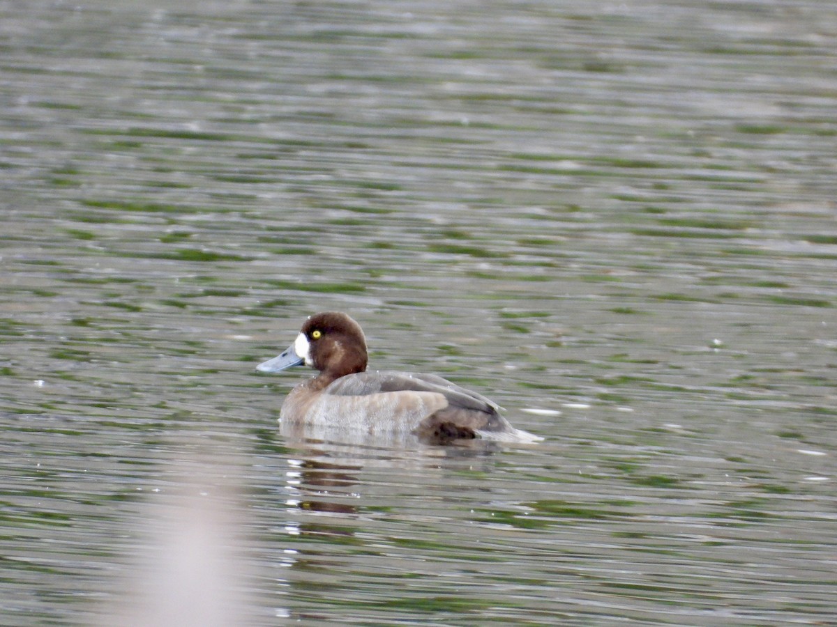 Greater Scaup - ML644620313