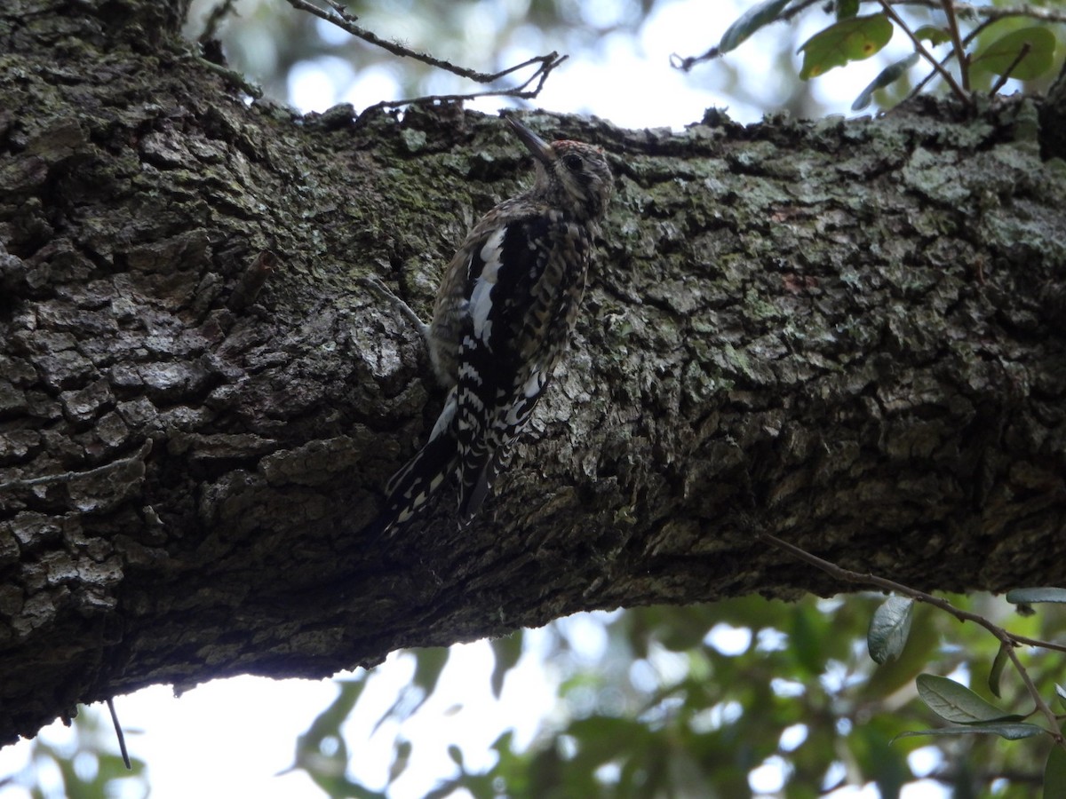 Yellow-bellied Sapsucker - ML644620314