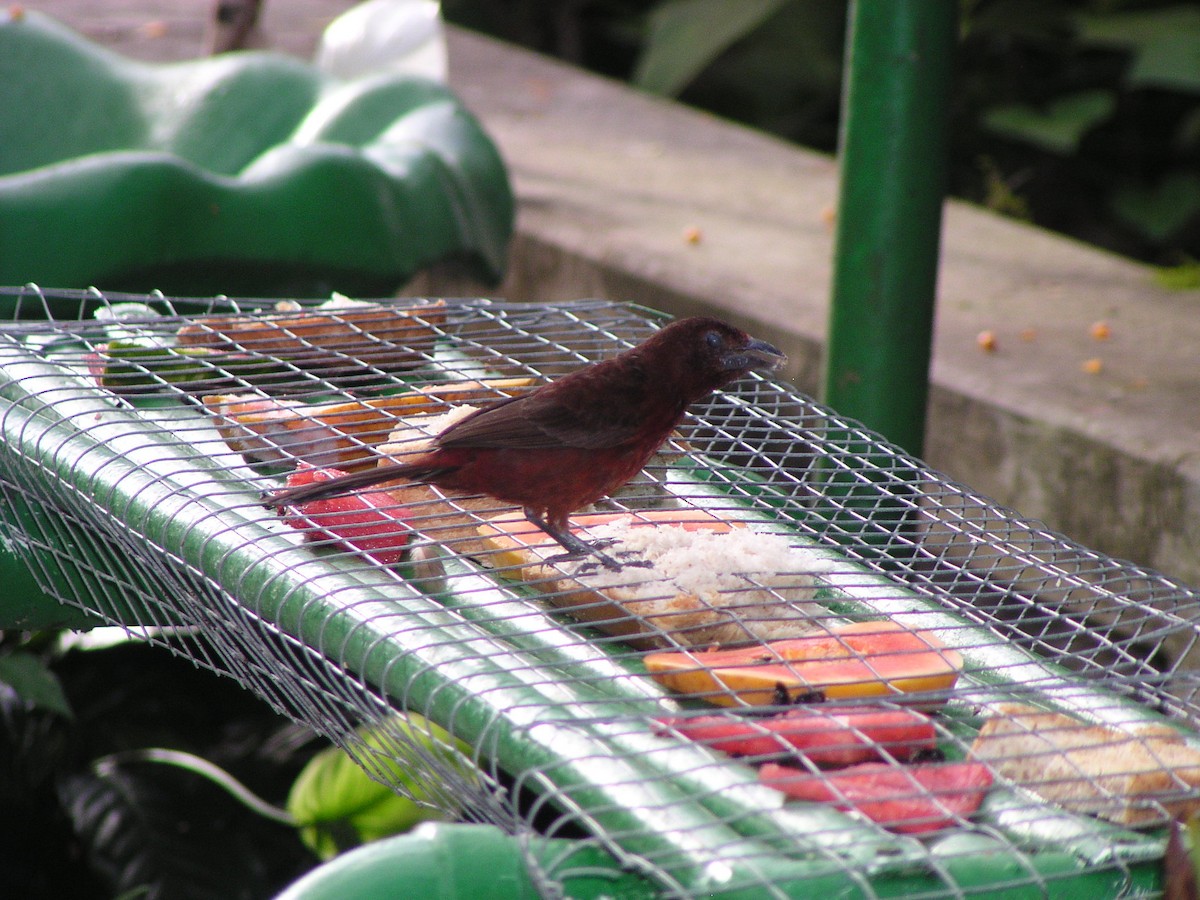 Silver-beaked Tanager - ML644620321