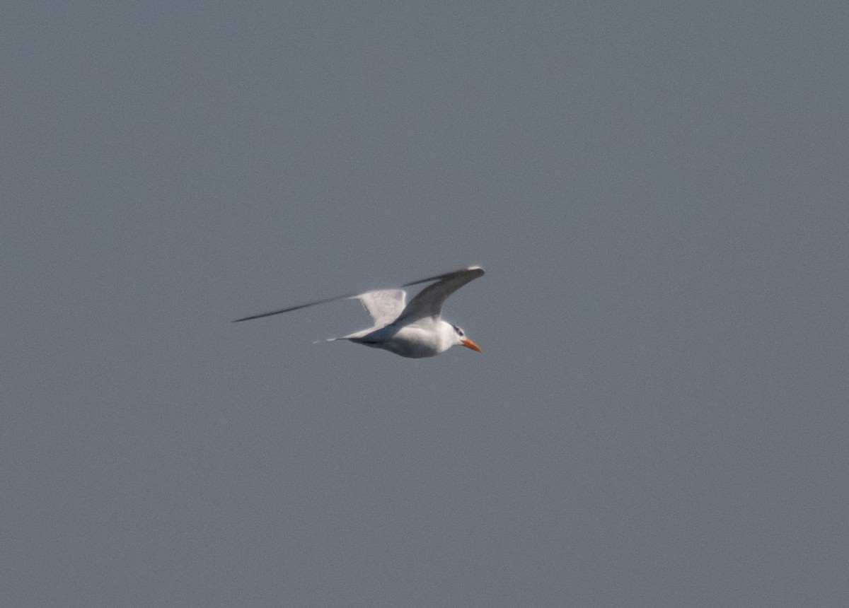 Royal Tern - ML644620330