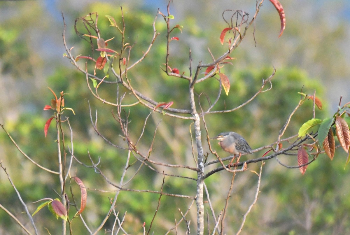 Striated Heron - ML644620338