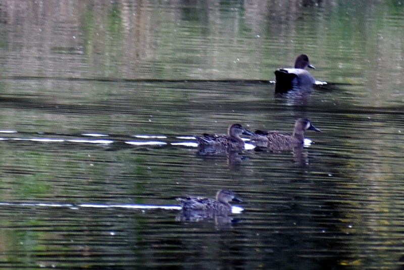 Blauflügelente - ML644620342