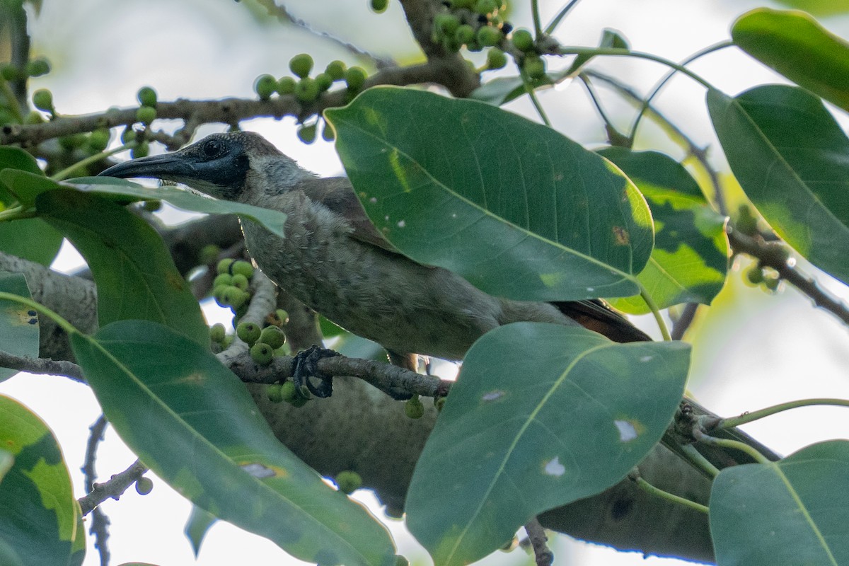 Helmlederkopf - ML644620343