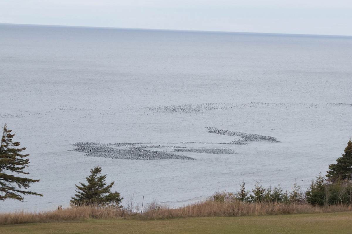 Black Scoter - ML644620347