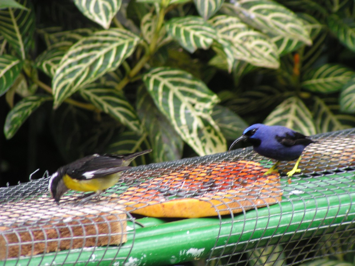 Purple Honeycreeper - ML644620352