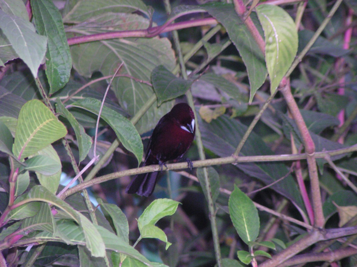 Silver-beaked Tanager - ML644620364