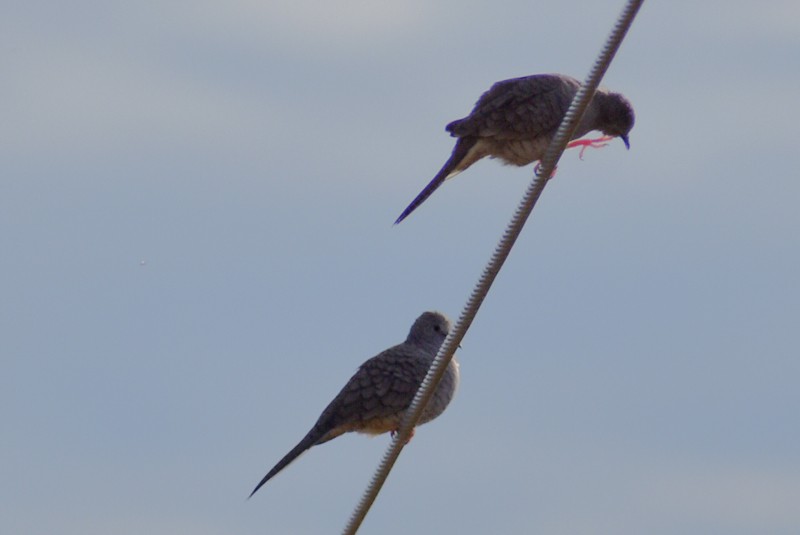 Inca Dove - ML644620365