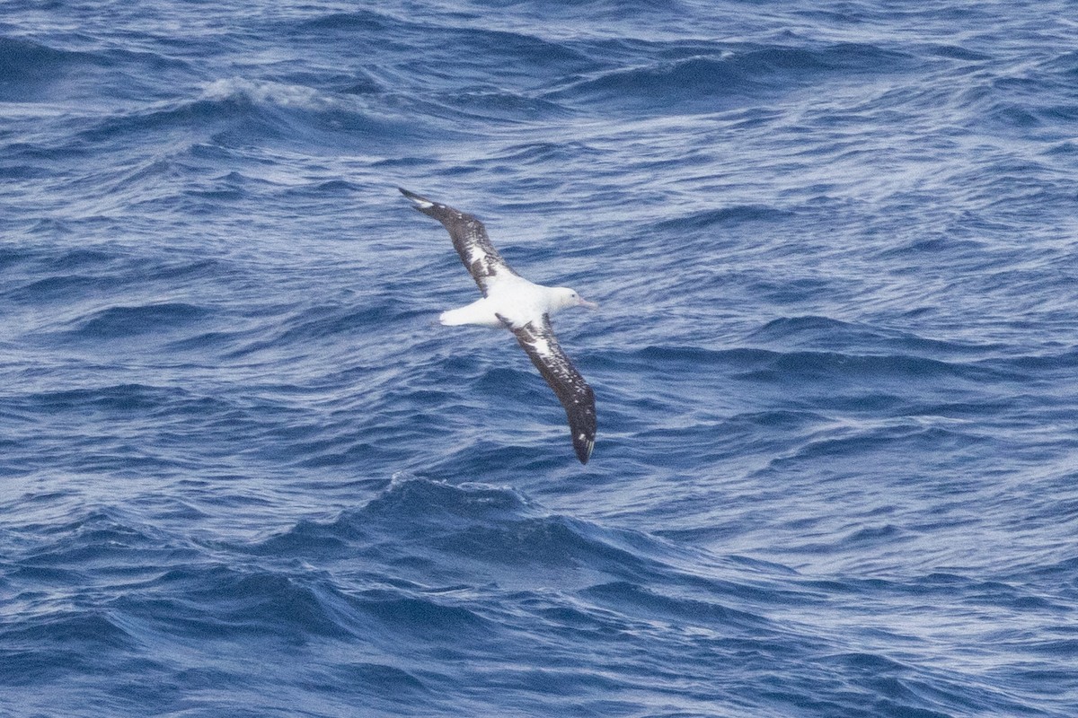 Snowy/Tristan/Antipodean Albatross - ML644620366