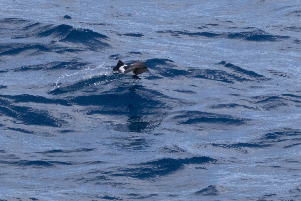 svartbukstormsvale - ML644620371