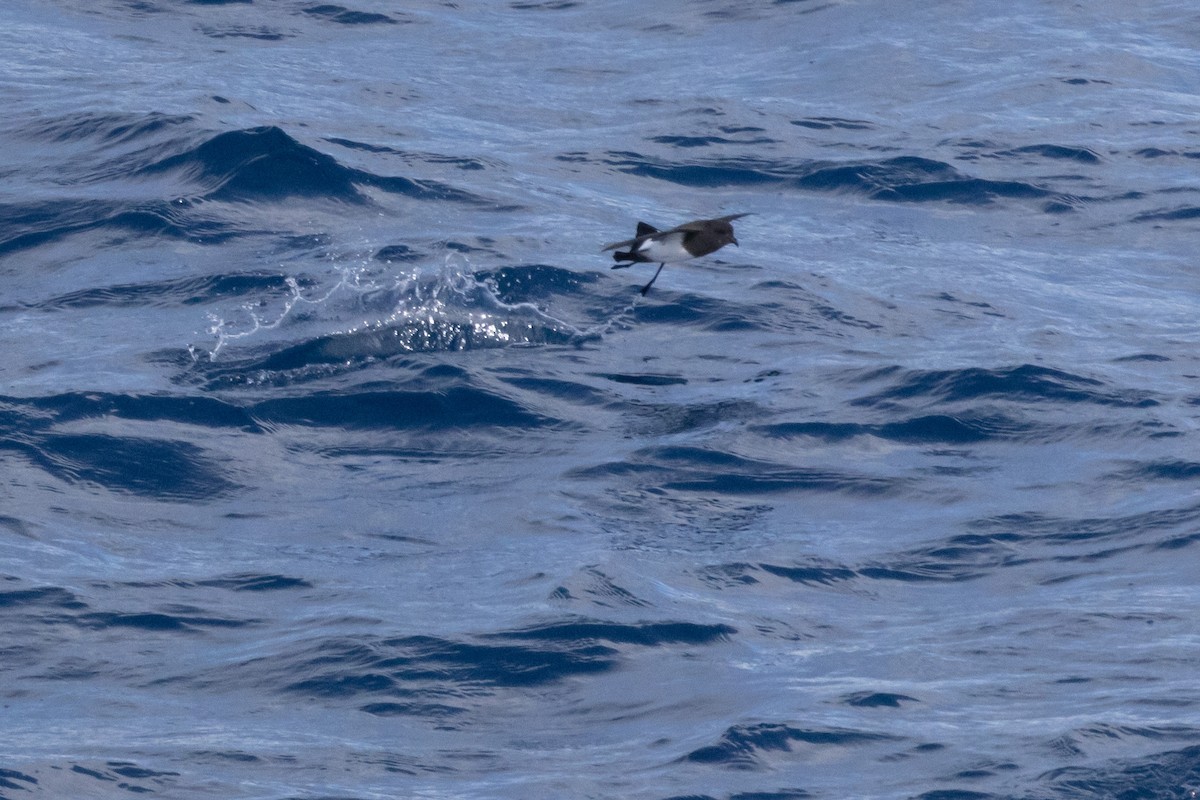 svartbukstormsvale - ML644620372