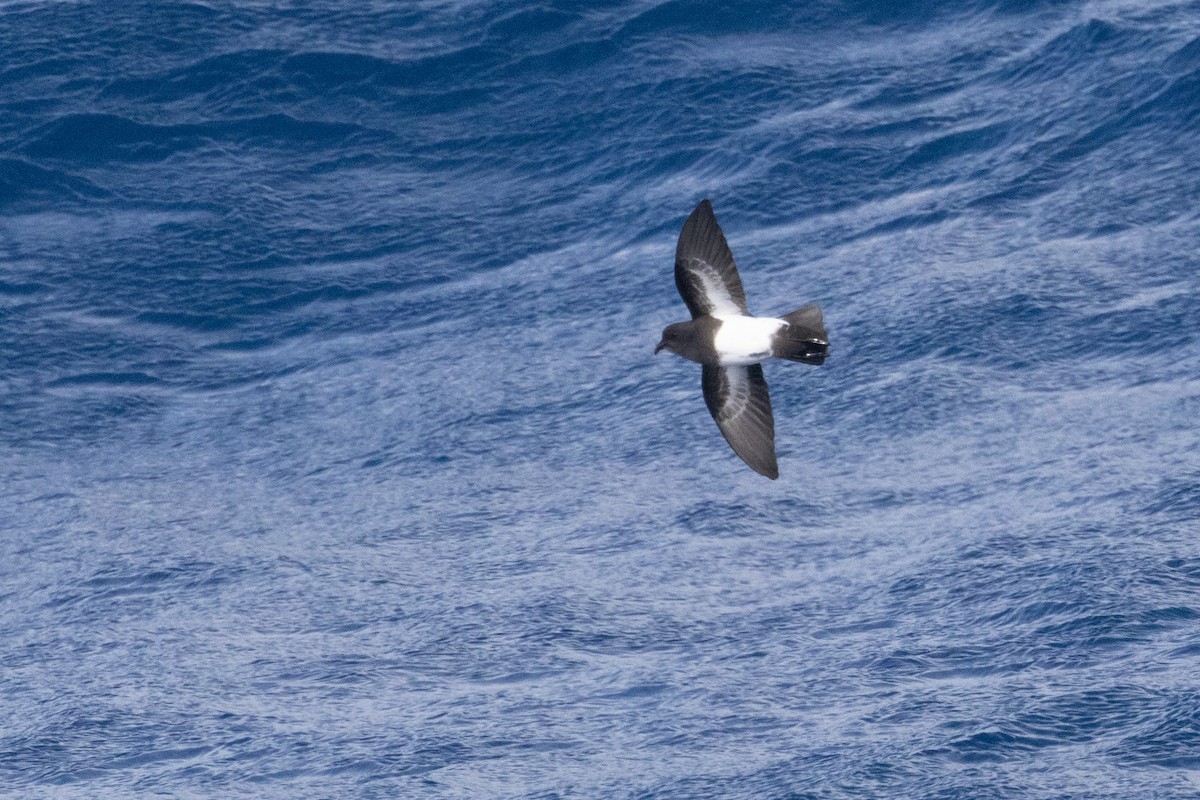 svartbukstormsvale - ML644620373