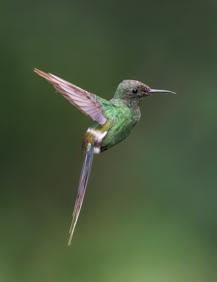 Yeşil Telkuyruk - ML644620377