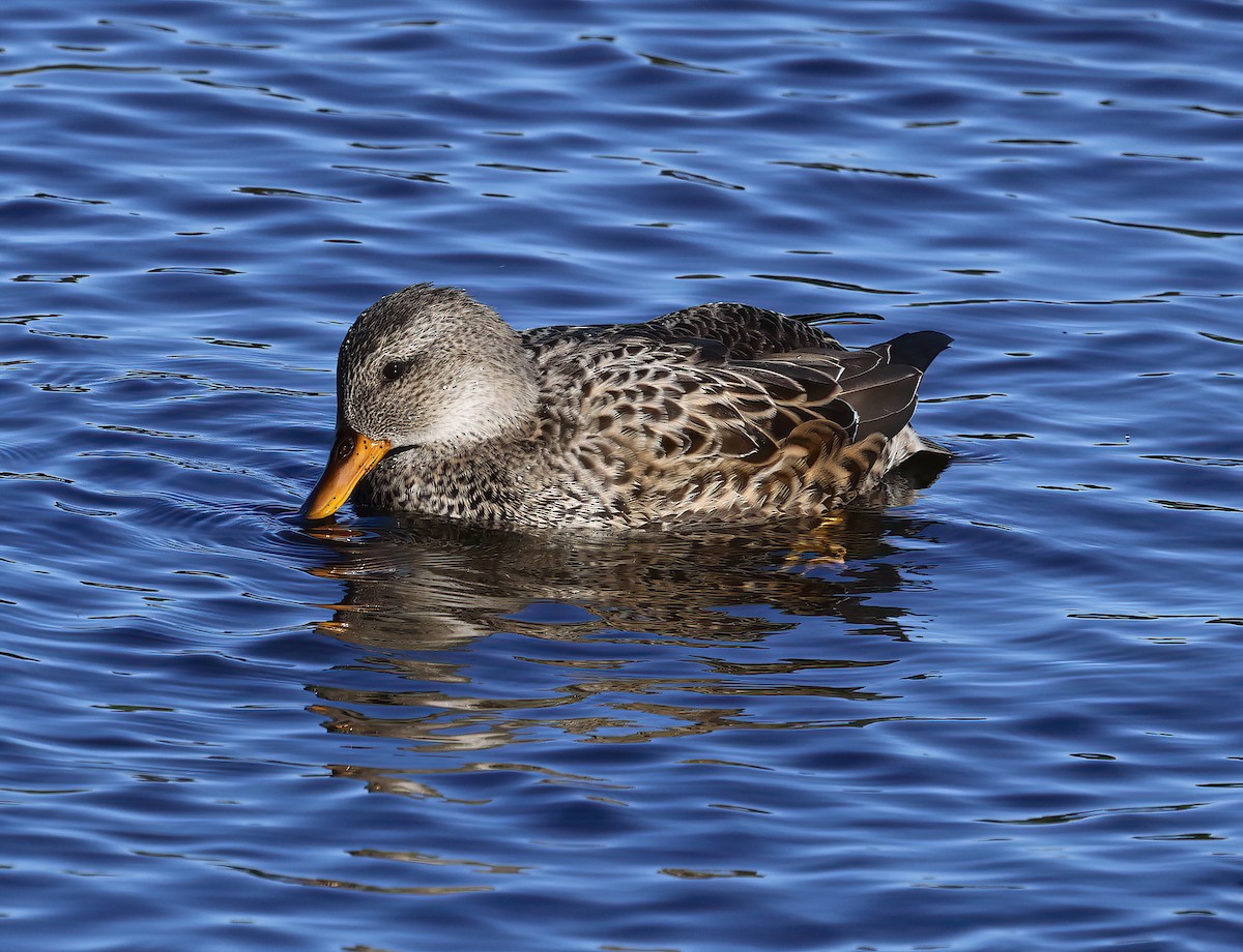 オカヨシガモ - ML644620379