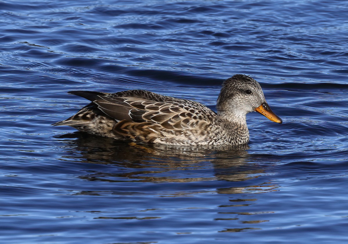 オカヨシガモ - ML644620383