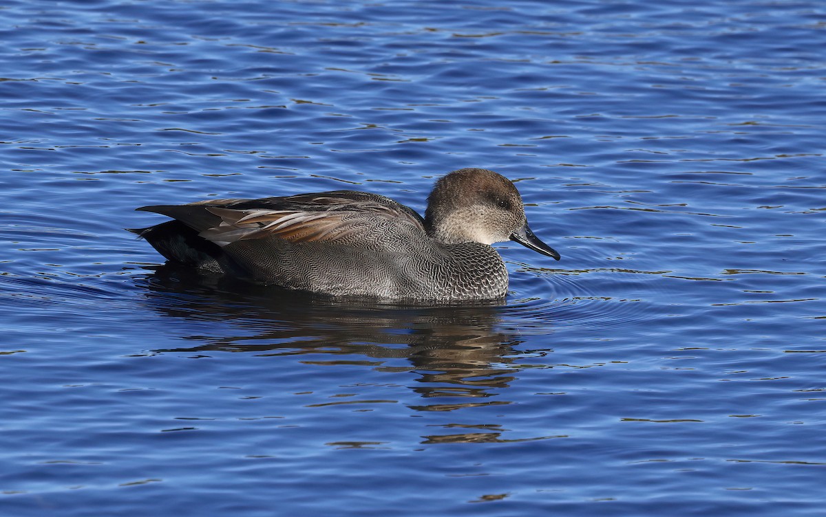 オカヨシガモ - ML644620389