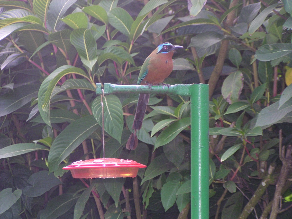 Trinidad Motmot - ML644620390