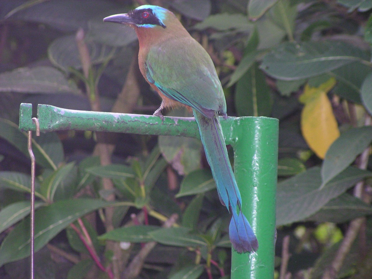 Trinidad Motmot - ML644620391