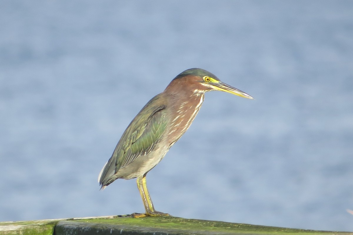 Airone verde - ML644620399